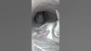 Rabbit Family’s Morning in the Burrow