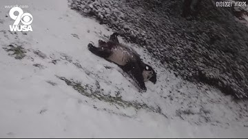 National Zoo pandas enjoy the snow | Get Uplifted