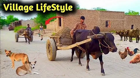 Beautiful Village Life & Animals 🐂 | Peaceful Rural Lifestyle in Punjab Pakistan 🌿 | Mera Gaon 