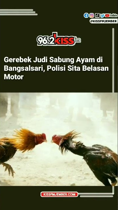 Gerebek Judi Sabung Ayam di Bangsalsari, Polisi Sita Belasan Motor