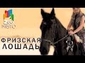 Фризская Лошадь - Все о породе