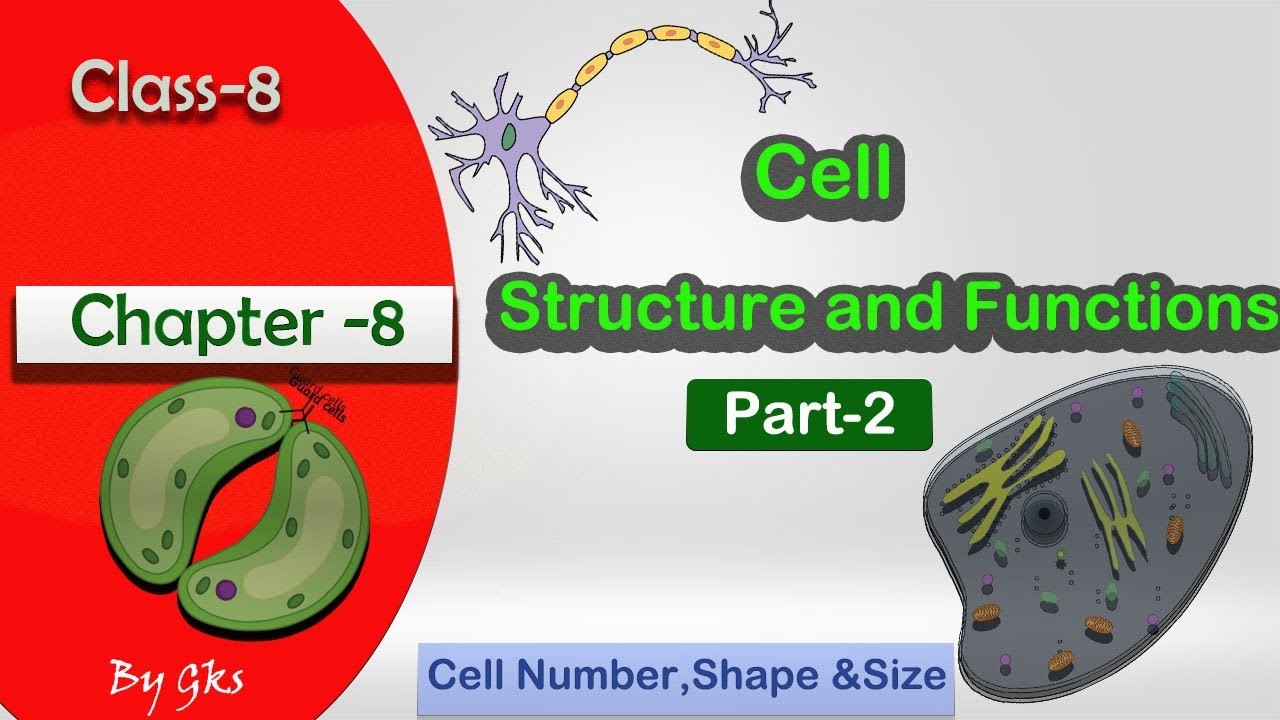 Cell Structure and Functions | Class 8| CBSE Chapter 8 | Part-2 (cell ...