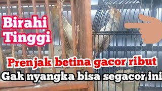PRENJAK BETINA RIBUT AMPUH TERAPI PRENJAK MALAS BUNYI