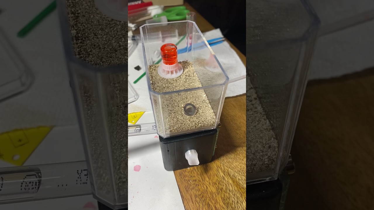 Myrmecocystus mexicanus (honey pot ant) dump