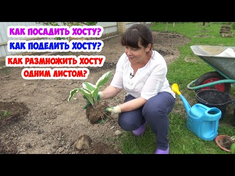 Видео: Когда делить хосты в Великобритании?