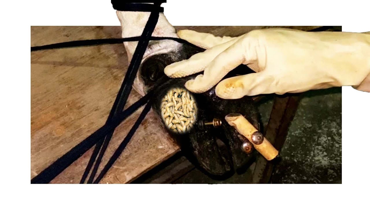 Pro Vith SL whit removing nails from the feet SL(25)