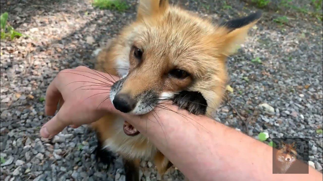 Нападение лис. Лисы кусаются. Лиса укусила. Бешеные лисы.