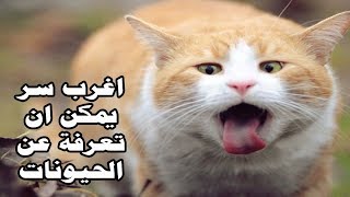 لماذا تصرخ القطط عند التزاوج لن تصدق ان الامر بالعكس ؟