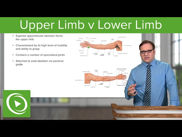 Upper Limb & Lower Limb – Anatomy | Lecturio class=