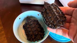 Look how much the Alligator snapping turtles have grown in only 4 months!