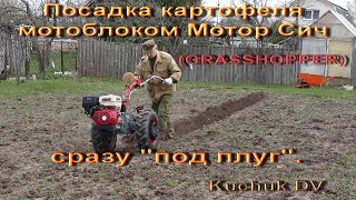 Посадка картофеля мотоблоком Мотор Сич(GRASSHOPPER) сразу 