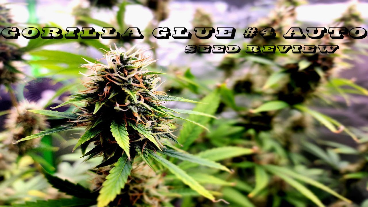 Gorilla Glue #4 Auto Seed Review