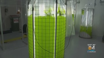 World Oceans Day: Scientists unveil new robot to help fight climate change