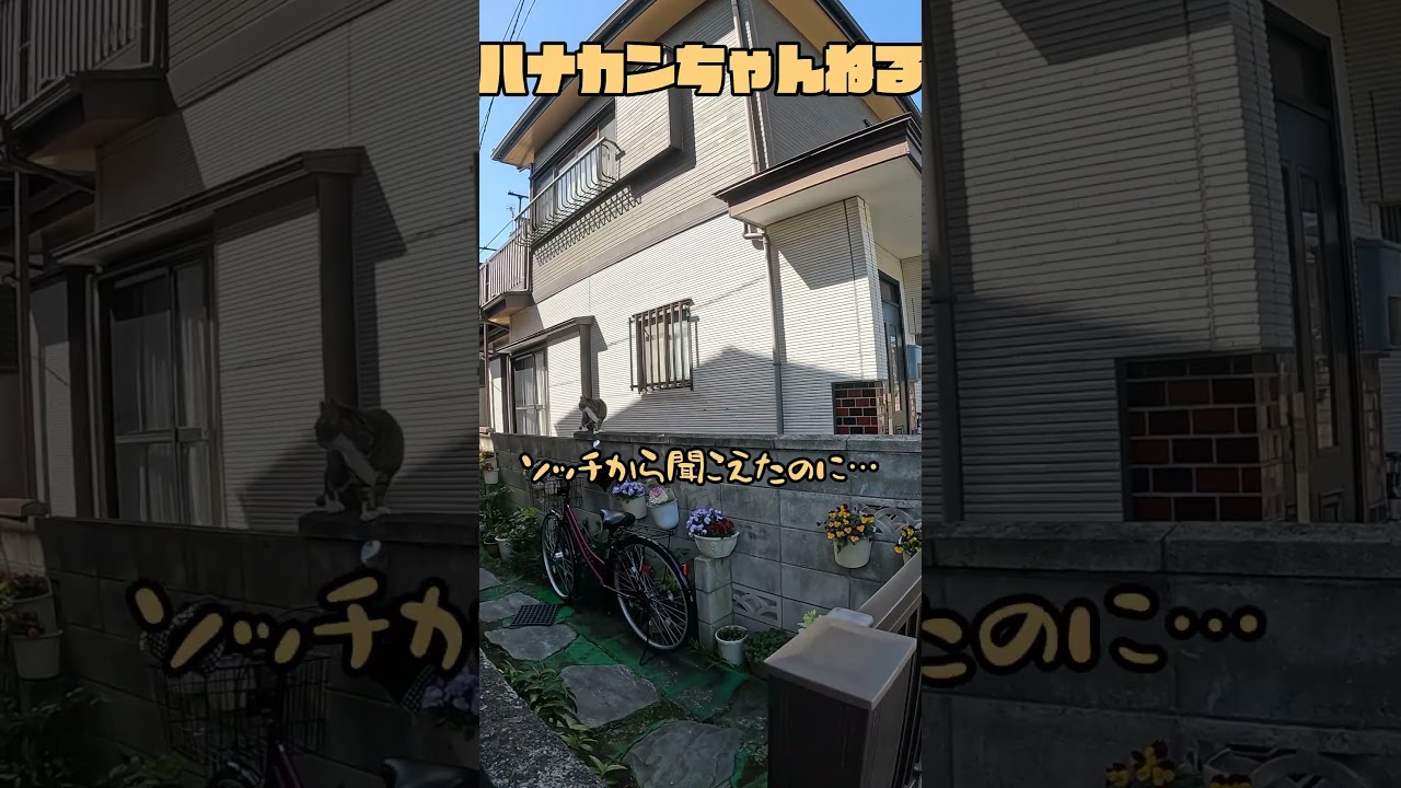 😺「呼べば来てくれる🐾可愛いカンちゃん♥」#shorts #cat #ねこ