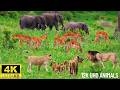 4K  African Wildlife: Virunga National Park - Beautiful wildlife movies with real sound