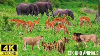 4K  African Wildlife: Virunga National Park - Beautiful wildlife movies with real sound