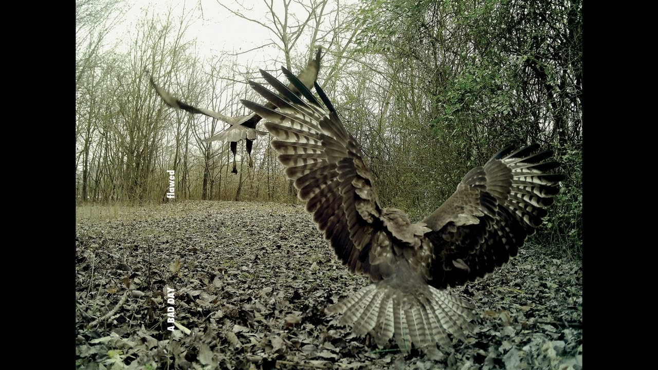 A BAD DAY _ not in the light, not in the darkness