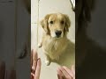 イジワルするママに遂に愛犬がキレたww【#shorts】