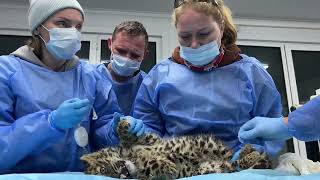 Спасенные котята леопарда - первый осмотр