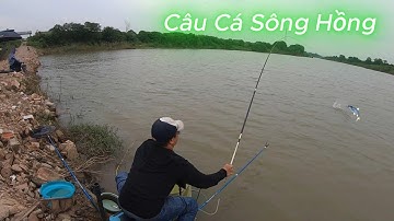 Câu cá sông hồng - Điểm câu cá tự nhiên có nhiểu cá rô phi khủng trôi điên