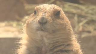 良い姿勢で餌をもぐもぐ　動物園の “今年の顔”「おでん」