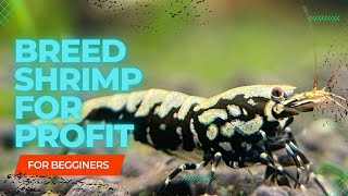Breeding Shrimp for Beginners Part 1