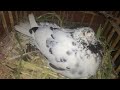 تربيه الحمام للمبتدئين عشان Raising pigeons for beginners تربيه الحمام البلدي DOVes