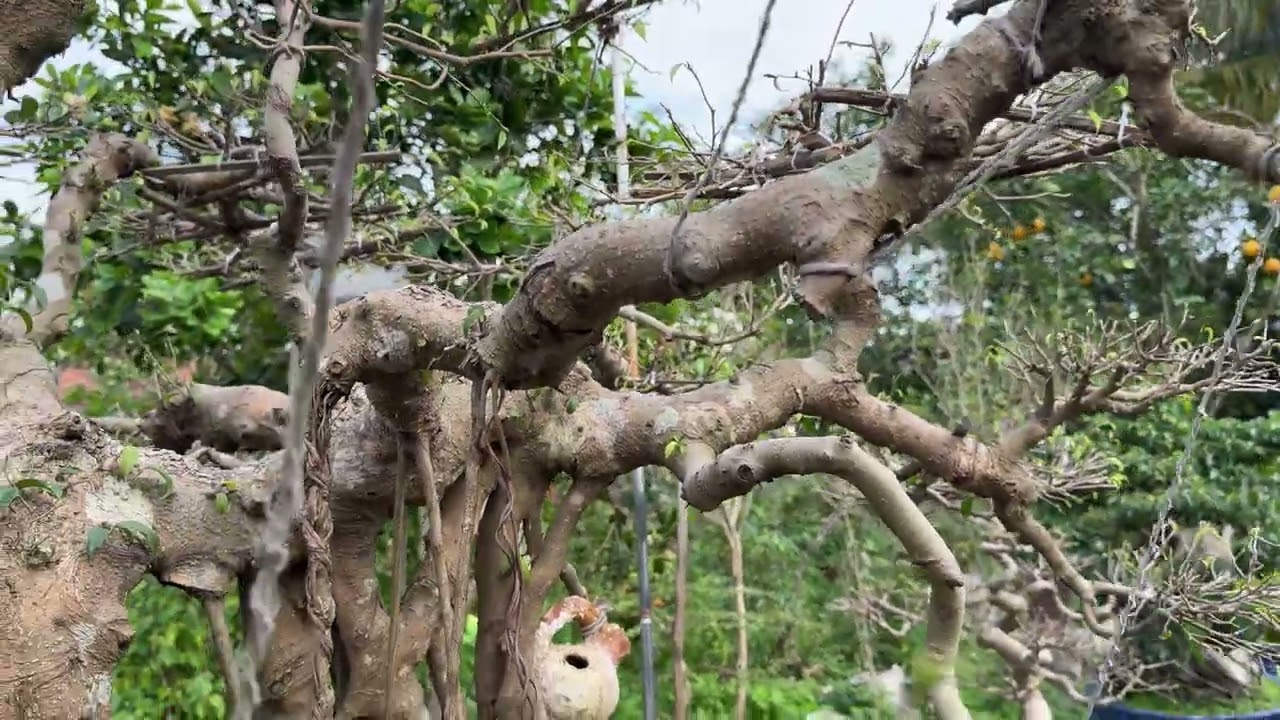 Chiêm ngưỡng 2 tác phẩm: Lão tùng và Dáng làng