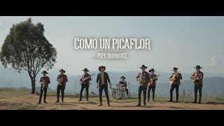 Video thumbnail of "COMO UN PICAFLOR - PEPE RODRIGUEZ"