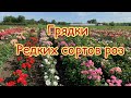 Грядки редких сортов роз, питомник maryroses.ru