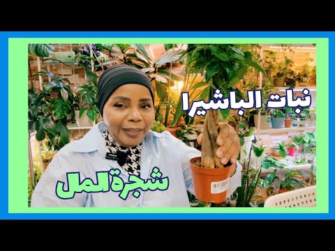 كيف العناية والاهتمام وتجربتي مع نبات الباشيرا شجرة المال