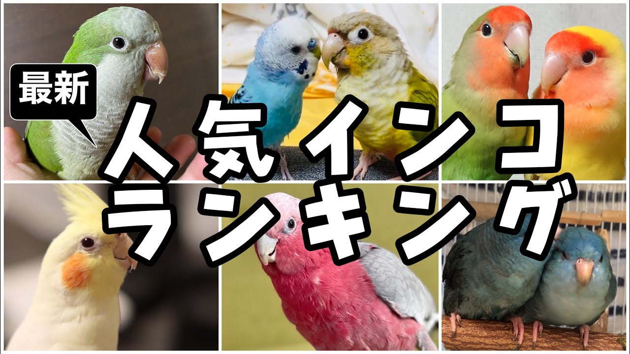 22最新 人気インコ 鳥 ランキング １位はまさかのインコ インコ オウム Youtube