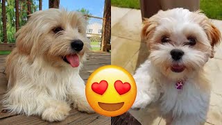 Lhasa Apso — Cute And Hilarious Videos And Tik Toks Compilation by Galaxy of Animals 46,975 views 2 years ago 5 minutes, 36 seconds