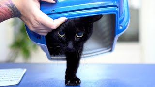 Do you like black cats? Be sure to watch this video!😻🛁✂️❤️