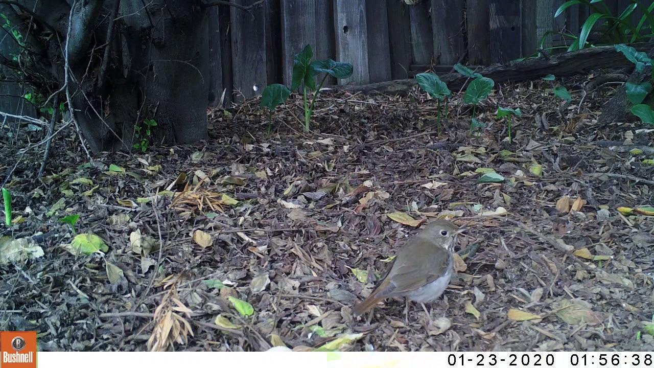 Hermit Thrush 