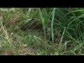 Capture de la vidéo Life (Bbcone) On Bonobo - Transmission94(Part2)