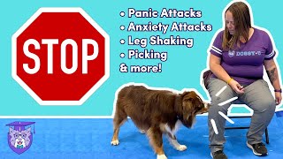 Psychiatric Service Dog Training: Behavior Interruptions & Alerts (panic, anxiety, picking etc.)