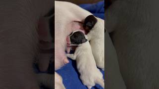 Первая кормежка щеночков / first feeding of puppies