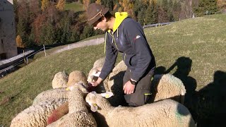 ALTO ADIGE-SÜDTIROL, SENALE: TOBIAS, IL RAGAZZO DEL MASO DELLE PECORE screenshot 2