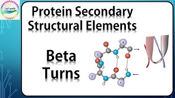 Beta Turns in Proteins