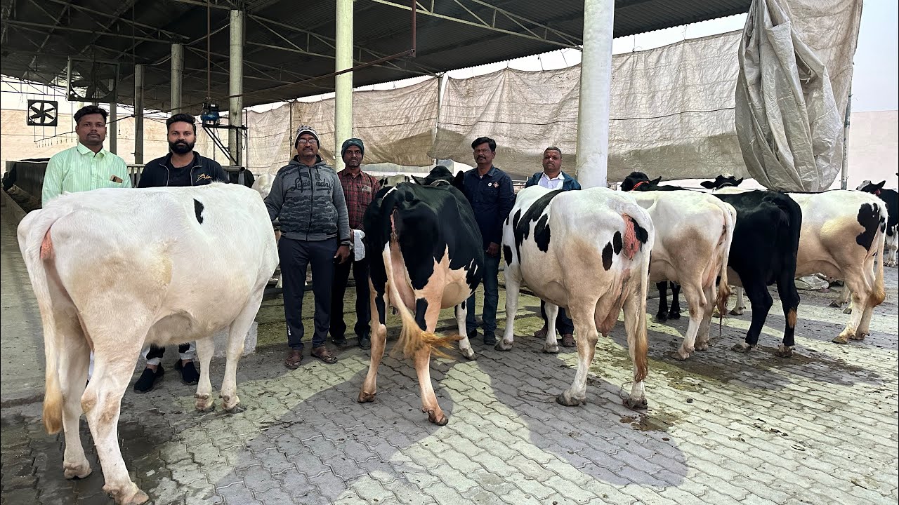 पूने के पशु पालक ने करनाल डेरी से 35-40 लीटर दूध वाली गायें एक लाख के हिसाब से ख़रीदी | Karnal Dairy