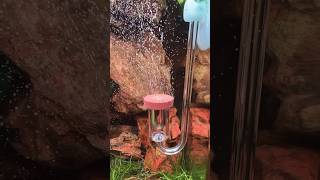 Cleaning Co2 diffuser #natureaquarium #aquarium #fish  #fishaquarium #aquascape #aquascapers