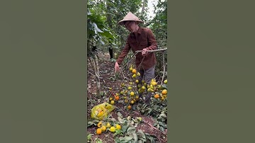 Nếu không muốn mất tiền khi mua đất Đà Lạt thì cần làm điều này ? #batdongsan #batdongsandalat