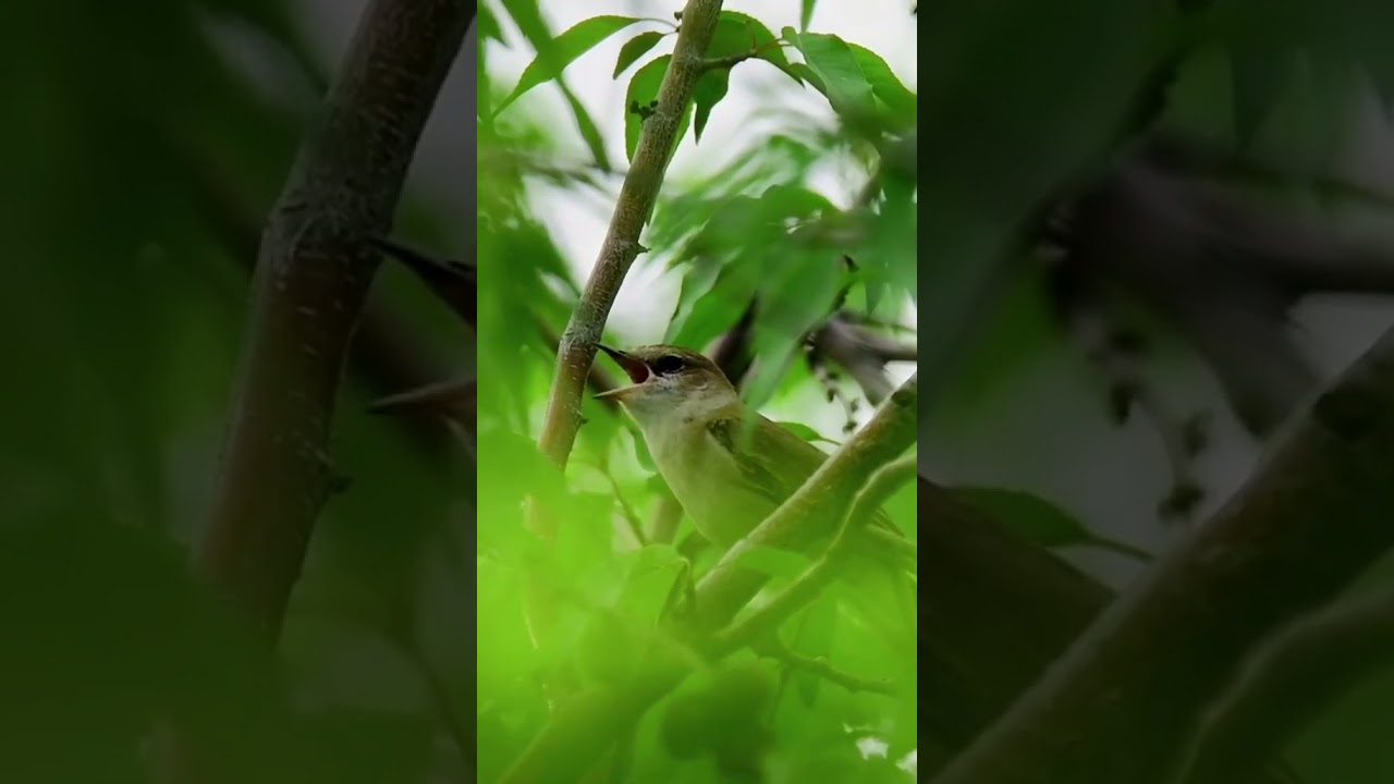 #sparrowsound_birdmusic_ringtone