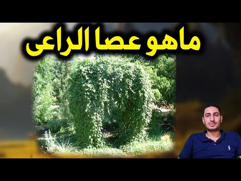 نبات عصا الراعى السحرى نبات معمر واهم المعلومات عنه