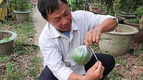 🌾 Kĩ thuật ghép quả bưởi đơn giản và hiệu quả nhất.