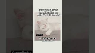 Kuch Log #tweetreels#aesthetic#lofichill#brokenheart#desihumor#cat#lofimusic#thoughts#shayari#fyp