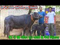 12 से 18 लीटर दूध वाली 8 भैंसें बिकाऊ। High milk capacity, Buffalos available for sale in Punjab