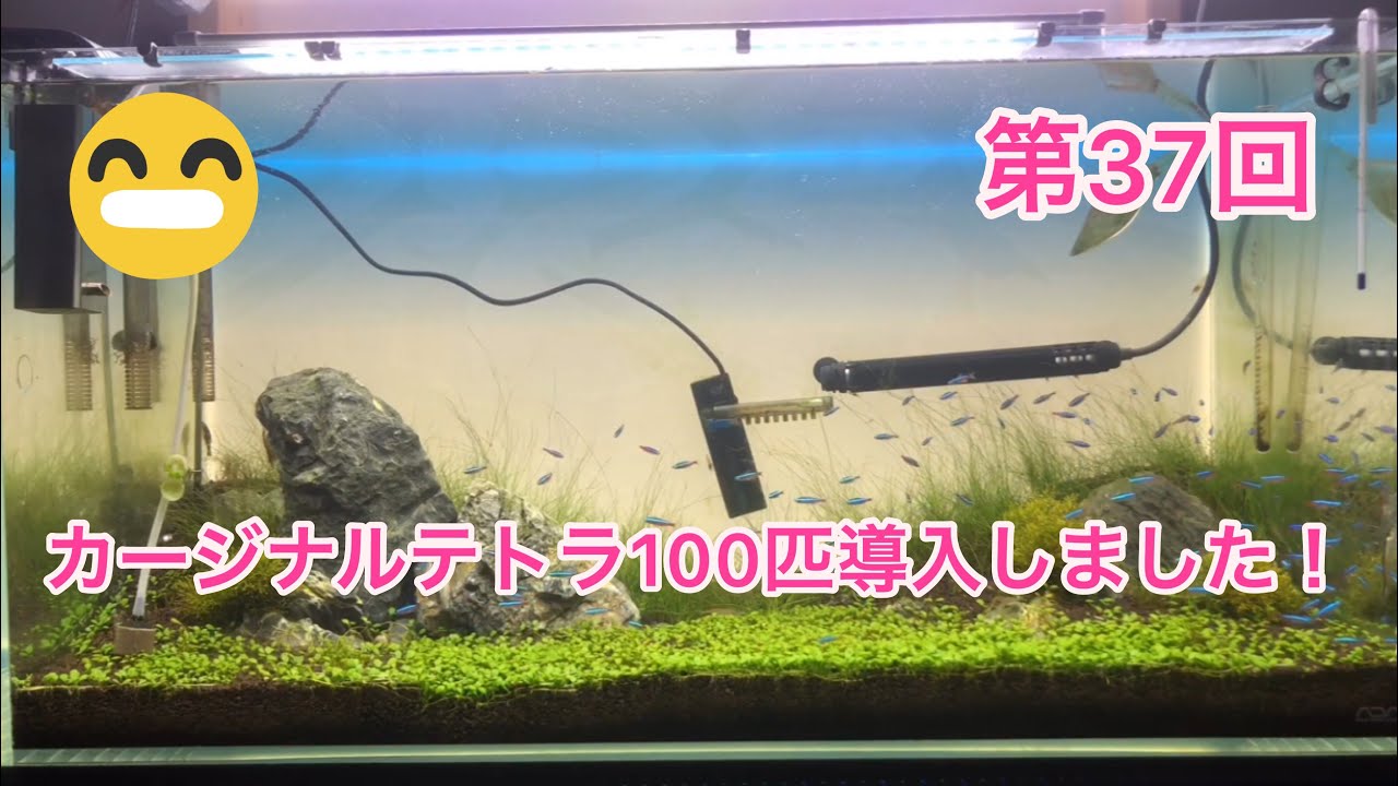 カージナルテトラ 100匹導入 Gexさんのワイルドフレークプロバイオ ミニも買ってみました Youtube カージナルテトラ 100匹導入 Gexさんのワイルドフレークプロバイオ ミニも買ってみました Youtube