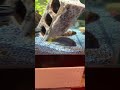 #aquarium #fishtank #cichlids #tanksetup